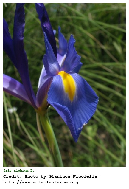 Iris xiphium L.